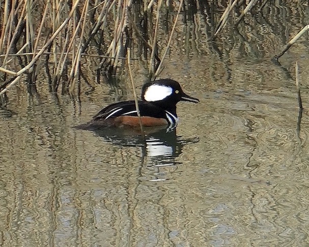 hooded merganser